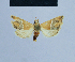  (Eublemma thermobasis - BC ZSM Lep 54887)  @13 [ ] CreativeCommons - Attribution Non-Commercial Share-Alike (2014) Axel Hausmann/Bavarian State Collection of Zoology (ZSM) SNSB, Zoologische Staatssammlung Muenchen