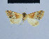  ( - BC ZSM Lep 54888)  @12 [ ] CreativeCommons - Attribution Non-Commercial Share-Alike (2014) Axel Hausmann/Bavarian State Collection of Zoology (ZSM) SNSB, Zoologische Staatssammlung Muenchen