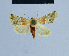  ( - BC ZSM Lep 54889)  @11 [ ] CreativeCommons - Attribution Non-Commercial Share-Alike (2014) Axel Hausmann/Bavarian State Collection of Zoology (ZSM) SNSB, Zoologische Staatssammlung Muenchen
