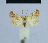  ( - BC ZSM Lep 54890)  @11 [ ] CreativeCommons - Attribution Non-Commercial Share-Alike (2014) Axel Hausmann/Bavarian State Collection of Zoology (ZSM) SNSB, Zoologische Staatssammlung Muenchen