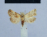  ( - BC ZSM Lep 54891)  @13 [ ] CreativeCommons - Attribution Non-Commercial Share-Alike (2014) Axel Hausmann/Bavarian State Collection of Zoology (ZSM) SNSB, Zoologische Staatssammlung Muenchen