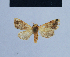 ( - BC ZSM Lep 54892)  @12 [ ] CreativeCommons - Attribution Non-Commercial Share-Alike (2014) Axel Hausmann/Bavarian State Collection of Zoology (ZSM) SNSB, Zoologische Staatssammlung Muenchen
