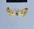  ( - BC ZSM Lep 54893)  @12 [ ] CreativeCommons - Attribution Non-Commercial Share-Alike (2014) Axel Hausmann/Bavarian State Collection of Zoology (ZSM) SNSB, Zoologische Staatssammlung Muenchen