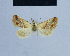  ( - BC ZSM Lep 54894)  @12 [ ] CreativeCommons - Attribution Non-Commercial Share-Alike (2014) Axel Hausmann/Bavarian State Collection of Zoology (ZSM) SNSB, Zoologische Staatssammlung Muenchen