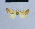  (Eublemma dhofarica - BC ZSM Lep 54895)  @12 [ ] CreativeCommons - Attribution Non-Commercial Share-Alike (2014) Axel Hausmann/Bavarian State Collection of Zoology (ZSM) SNSB, Zoologische Staatssammlung Muenchen