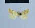  (Eublemma trigonographa - BC ZSM Lep 54896)  @12 [ ] CreativeCommons - Attribution Non-Commercial Share-Alike (2014) Axel Hausmann/Bavarian State Collection of Zoology (ZSM) SNSB, Zoologische Staatssammlung Muenchen