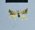  (Eublemma leptographa - BC ZSM Lep 54897)  @12 [ ] CreativeCommons - Attribution Non-Commercial Share-Alike (2014) Axel Hausmann/Bavarian State Collection of Zoology (ZSM) SNSB, Zoologische Staatssammlung Muenchen
