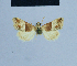  (Eublemma lehmanni - BC ZSM Lep 54899)  @12 [ ] CreativeCommons - Attribution Non-Commercial Share-Alike (2014) Axel Hausmann/Bavarian State Collection of Zoology (ZSM) SNSB, Zoologische Staatssammlung Muenchen