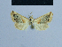  (Eublemma saldaitis - BC ZSM Lep 54901)  @12 [ ] CreativeCommons - Attribution Non-Commercial Share-Alike (2014) Axel Hausmann/Bavarian State Collection of Zoology (ZSM) SNSB, Zoologische Staatssammlung Muenchen