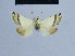  (Eublemma argyromorpha - BC ZSM Lep 54903)  @13 [ ] CreativeCommons - Attribution Non-Commercial Share-Alike (2014) Axel Hausmann/Bavarian State Collection of Zoology (ZSM) SNSB, Zoologische Staatssammlung Muenchen