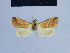  ( - BC ZSM Lep 54904)  @12 [ ] CreativeCommons - Attribution Non-Commercial Share-Alike (2014) Axel Hausmann/Bavarian State Collection of Zoology (ZSM) SNSB, Zoologische Staatssammlung Muenchen