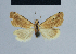  (Eublemma leucoplagiata - BC ZSM Lep 54905)  @13 [ ] CreativeCommons - Attribution Non-Commercial Share-Alike (2014) Axel Hausmann/Bavarian State Collection of Zoology (ZSM) SNSB, Zoologische Staatssammlung Muenchen
