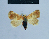  (Eublemma parvoides - BC ZSM Lep 54906)  @13 [ ] CreativeCommons - Attribution Non-Commercial Share-Alike (2014) Axel Hausmann/Bavarian State Collection of Zoology (ZSM) SNSB, Zoologische Staatssammlung Muenchen