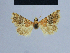  (Eublemma samhara - BC ZSM Lep 54911)  @12 [ ] CreativeCommons - Attribution Non-Commercial Share-Alike (2014) Axel Hausmann/Bavarian State Collection of Zoology (ZSM) SNSB, Zoologische Staatssammlung Muenchen