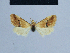  (Eublemma ionoplagiata - BC ZSM Lep 54913)  @12 [ ] CreativeCommons - Attribution Non-Commercial Share-Alike (2014) Axel Hausmann/Bavarian State Collection of Zoology (ZSM) SNSB, Zoologische Staatssammlung Muenchen