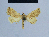  ( - BC ZSM Lep 54915)  @11 [ ] CreativeCommons - Attribution Non-Commercial Share-Alike (2014) Axel Hausmann/Bavarian State Collection of Zoology (ZSM) SNSB, Zoologische Staatssammlung Muenchen
