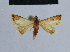  ( - BC ZSM Lep 54916)  @11 [ ] CreativeCommons - Attribution Non-Commercial Share-Alike (2014) Axel Hausmann/Bavarian State Collection of Zoology (ZSM) SNSB, Zoologische Staatssammlung Muenchen