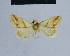  ( - BC ZSM Lep 54917)  @13 [ ] CreativeCommons - Attribution Non-Commercial Share-Alike (2014) Axel Hausmann/Bavarian State Collection of Zoology (ZSM) SNSB, Zoologische Staatssammlung Muenchen