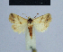  ( - BC ZSM Lep 54918)  @13 [ ] CreativeCommons - Attribution Non-Commercial Share-Alike (2014) Axel Hausmann/Bavarian State Collection of Zoology (ZSM) SNSB, Zoologische Staatssammlung Muenchen