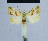  ( - BC ZSM Lep 54919)  @12 [ ] CreativeCommons - Attribution Non-Commercial Share-Alike (2014) Axel Hausmann/Bavarian State Collection of Zoology (ZSM) SNSB, Zoologische Staatssammlung Muenchen