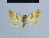  ( - BC ZSM Lep 54920)  @13 [ ] CreativeCommons - Attribution Non-Commercial Share-Alike (2014) Axel Hausmann/Bavarian State Collection of Zoology (ZSM) SNSB, Zoologische Staatssammlung Muenchen