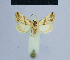  (Eublemma plagiochroma - BC ZSM Lep 54921)  @14 [ ] CreativeCommons - Attribution Non-Commercial Share-Alike (2014) Axel Hausmann/Bavarian State Collection of Zoology (ZSM) SNSB, Zoologische Staatssammlung Muenchen