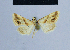  ( - BC ZSM Lep 54922)  @12 [ ] CreativeCommons - Attribution Non-Commercial Share-Alike (2014) Axel Hausmann/Bavarian State Collection of Zoology (ZSM) SNSB, Zoologische Staatssammlung Muenchen