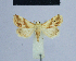  ( - BC ZSM Lep 54923)  @13 [ ] CreativeCommons - Attribution Non-Commercial Share-Alike (2014) Axel Hausmann/Bavarian State Collection of Zoology (ZSM) SNSB, Zoologische Staatssammlung Muenchen