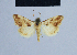  ( - BC ZSM Lep 54924)  @13 [ ] CreativeCommons - Attribution Non-Commercial Share-Alike (2014) Axel Hausmann/Bavarian State Collection of Zoology (ZSM) SNSB, Zoologische Staatssammlung Muenchen