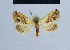  ( - BC ZSM Lep 54925)  @13 [ ] CreativeCommons - Attribution Non-Commercial Share-Alike (2014) Axel Hausmann/Bavarian State Collection of Zoology (ZSM) SNSB, Zoologische Staatssammlung Muenchen