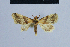  ( - BC ZSM Lep 54926)  @13 [ ] CreativeCommons - Attribution Non-Commercial Share-Alike (2014) Axel Hausmann/Bavarian State Collection of Zoology (ZSM) SNSB, Zoologische Staatssammlung Muenchen