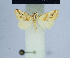  (Eublemma yemenensis - BC ZSM Lep 54927)  @13 [ ] CreativeCommons - Attribution Non-Commercial Share-Alike (2014) Axel Hausmann/Bavarian State Collection of Zoology (ZSM) SNSB, Zoologische Staatssammlung Muenchen