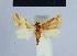  ( - BC ZSM Lep 54928)  @12 [ ] CreativeCommons - Attribution Non-Commercial Share-Alike (2014) Axel Hausmann/Bavarian State Collection of Zoology (ZSM) SNSB, Zoologische Staatssammlung Muenchen
