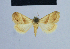  (Eublemma miniparva - BC ZSM Lep 54932)  @13 [ ] CreativeCommons - Attribution Non-Commercial Share-Alike (2014) Axel Hausmann/Bavarian State Collection of Zoology (ZSM) SNSB, Zoologische Staatssammlung Muenchen