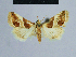  (Eublemma topi - BC ZSM Lep 54936)  @13 [ ] CreativeCommons - Attribution Non-Commercial Share-Alike (2014) Axel Hausmann/Bavarian State Collection of Zoology (ZSM) SNSB, Zoologische Staatssammlung Muenchen