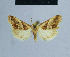 ( - BC ZSM Lep 54937)  @13 [ ] CreativeCommons - Attribution Non-Commercial Share-Alike (2014) Axel Hausmann/Bavarian State Collection of Zoology (ZSM) SNSB, Zoologische Staatssammlung Muenchen