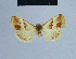 ( - BC ZSM Lep 54938)  @12 [ ] CreativeCommons - Attribution Non-Commercial Share-Alike (2014) Axel Hausmann/Bavarian State Collection of Zoology (ZSM) SNSB, Zoologische Staatssammlung Muenchen
