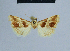  ( - BC ZSM Lep 54939)  @12 [ ] CreativeCommons - Attribution Non-Commercial Share-Alike (2014) Axel Hausmann/Bavarian State Collection of Zoology (ZSM) SNSB, Zoologische Staatssammlung Muenchen