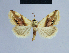  (Eublemma exigua - BC ZSM Lep 54941)  @14 [ ] CreativeCommons - Attribution Non-Commercial Share-Alike (2014) Axel Hausmann/Bavarian State Collection of Zoology (ZSM) SNSB, Zoologische Staatssammlung Muenchen