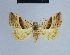  (Eublemma mesophaea - BC ZSM Lep 54944)  @13 [ ] CreativeCommons - Attribution Non-Commercial Share-Alike (2014) Axel Hausmann/Bavarian State Collection of Zoology (ZSM) SNSB, Zoologische Staatssammlung Muenchen