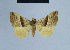 ( - BC ZSM Lep 54945)  @12 [ ] CreativeCommons - Attribution Non-Commercial Share-Alike (2014) Axel Hausmann/Bavarian State Collection of Zoology (ZSM) SNSB, Zoologische Staatssammlung Muenchen
