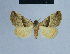  ( - BC ZSM Lep 54946)  @12 [ ] CreativeCommons - Attribution Non-Commercial Share-Alike (2014) Axel Hausmann/Bavarian State Collection of Zoology (ZSM) SNSB, Zoologische Staatssammlung Muenchen