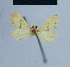  (Eublemma deteta - BC ZSM Lep 54947)  @12 [ ] CreativeCommons - Attribution Non-Commercial Share-Alike (2014) Axel Hausmann/Bavarian State Collection of Zoology (ZSM) SNSB, Zoologische Staatssammlung Muenchen