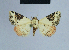  ( - BC ZSM Lep 54948)  @11 [ ] CreativeCommons - Attribution Non-Commercial Share-Alike (2014) Axel Hausmann/Bavarian State Collection of Zoology (ZSM) SNSB, Zoologische Staatssammlung Muenchen