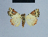  ( - BC ZSM Lep 54950)  @13 [ ] CreativeCommons - Attribution Non-Commercial Share-Alike (2014) Axel Hausmann/Bavarian State Collection of Zoology (ZSM) SNSB, Zoologische Staatssammlung Muenchen