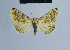  (Eublemma marmorata - BC ZSM Lep 54955)  @13 [ ] CreativeCommons - Attribution Non-Commercial Share-Alike (2014) Axel Hausmann/Bavarian State Collection of Zoology (ZSM) SNSB, Zoologische Staatssammlung Muenchen