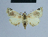  ( - BC ZSM Lep 54956)  @12 [ ] CreativeCommons - Attribution Non-Commercial Share-Alike (2014) Axel Hausmann/Bavarian State Collection of Zoology (ZSM) SNSB, Zoologische Staatssammlung Muenchen
