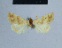  (Eublemma indistincta - BC ZSM Lep 54957)  @12 [ ] CreativeCommons - Attribution Non-Commercial Share-Alike (2014) Axel Hausmann/Bavarian State Collection of Zoology (ZSM) SNSB, Zoologische Staatssammlung Muenchen