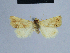  ( - BC ZSM Lep 54958)  @12 [ ] CreativeCommons - Attribution Non-Commercial Share-Alike (2014) Axel Hausmann/Bavarian State Collection of Zoology (ZSM) SNSB, Zoologische Staatssammlung Muenchen