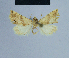  ( - BC ZSM Lep 54959)  @12 [ ] CreativeCommons - Attribution Non-Commercial Share-Alike (2014) Axel Hausmann/Bavarian State Collection of Zoology (ZSM) SNSB, Zoologische Staatssammlung Muenchen